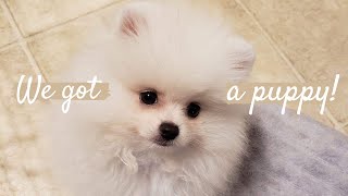 VLOG | We got a Pomeranian Puppy! + How to Prepare