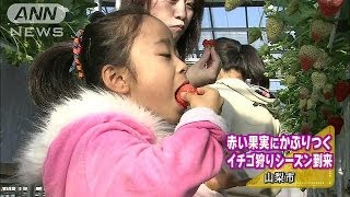 猛暑の影響で遅めに・・・イチゴ狩りシーズン始まる(14/01/12)