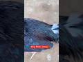 Pure Quality Breed | Amazing Colours And Beauty😍#shorts #rooster #viralvideo #birds