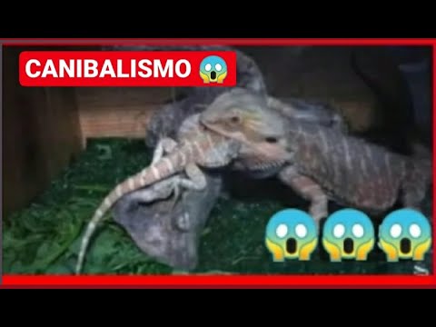 Video: Cómo bañar a una tortuga (con imágenes)