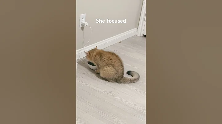 Watch the video about Love her a lot , she is wild breed #catlover #cat #cats #funnycats #funny #cute #kitten #british #lo