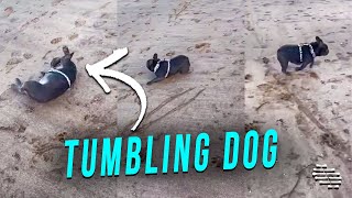 Precious Dog Goes Tumbling on the Beach