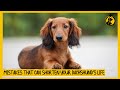 5 Common Mistakes That Can Shorten Your Dachshund’s Life