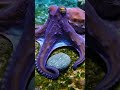 Show me your fav rock! (Made with AI because my octopus actor was unavailable today)