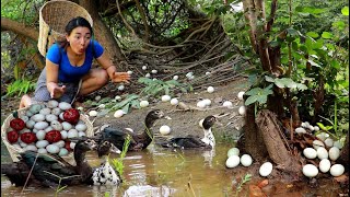 Top 7 survival- Pick a lot duck egg for food- Boiled duck egg for lunch of survival food in forest