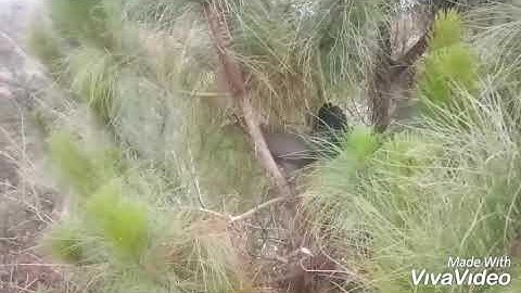 Suab poj qaib dib tsauj cuab tuaj zoo 2019