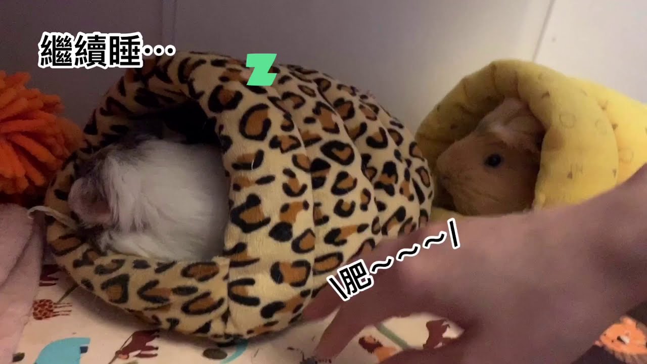《天竺鼠肥肉夫妻》睡覺被吵醒！生氣不滿的叫聲