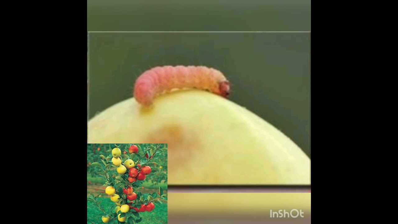 Олма қуртига қарши курашиш хақида.