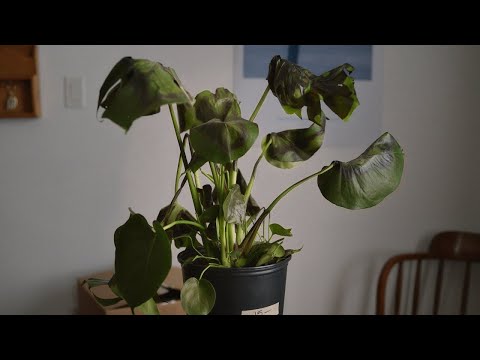 Facebook Groups: House Plant Hobbyist - Facebook Groups: House Plant Hobbyist