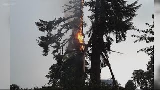Lightning splits huge tree near town of Monitor