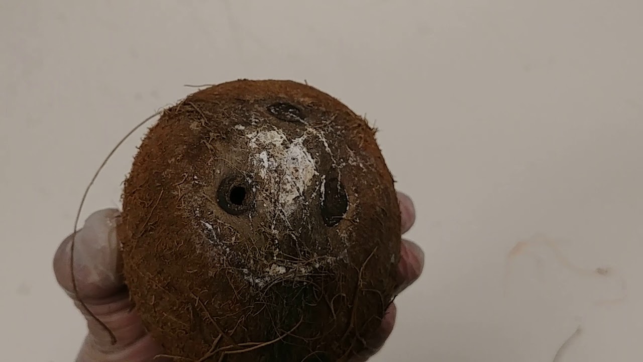 What the inside of a molded coconut looks like? YouTube