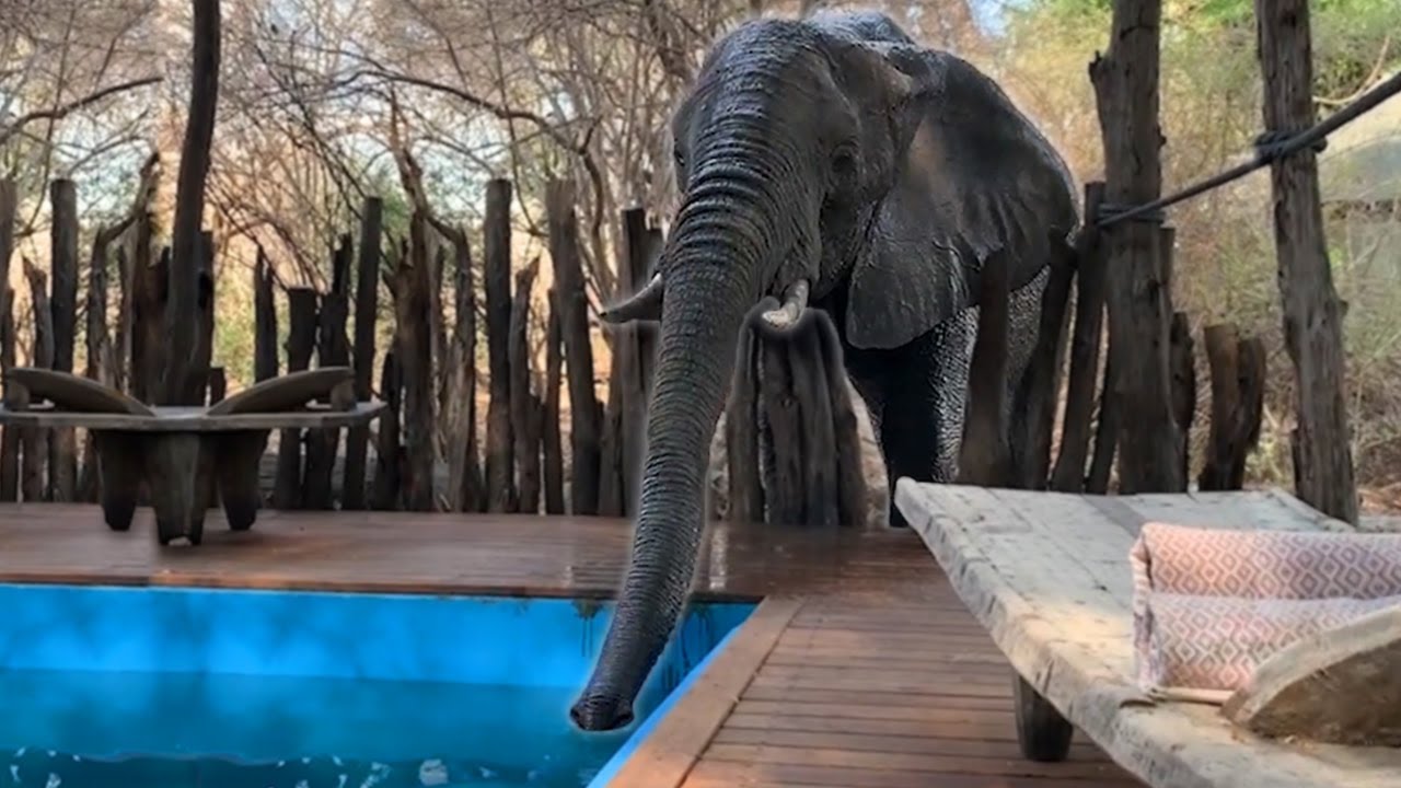 Elephant drinks from Swimming Pool
