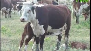 В Самаре проведут сельскохозяйственную перепись В Самаре проведут сельскохозяйственную перепись