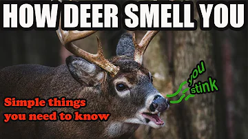 How do deer smell? If you don't know, you are in trouble