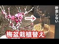 梅の盆栽植え替え・剪定・ひげ根・根ばり・針金・芽・植え替え・小品梅一重寒桜盆栽・バラ科矢島清芳園@tane.bonsai