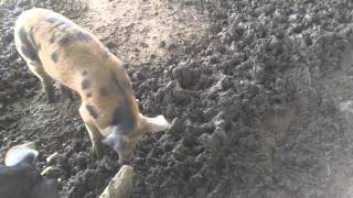 'How to raise pigs on a small homestead' Part 2 by Jason’s Adventures 2,646 views 8 years ago 4 minutes, 18 seconds