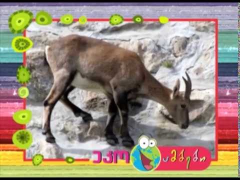 მთის ჩლიქოსნები - Mountain Hoofs - გადაცემა \"ეკოვიზია\" - 'Ecovision' TV Show