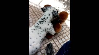 Dalmata-Duque- 2 Meses
