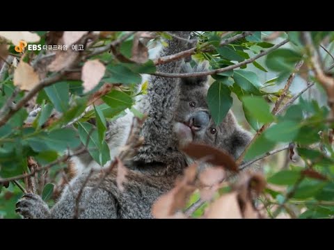 [예고] 다큐프라임 - 여섯 번째 대멸종 3부-탄소 행성