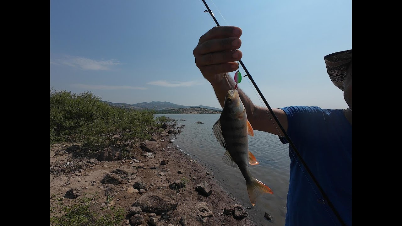 manisa bağyolu barajı, yakala pişir #keşfet #levrek #tatlısulevrek#balık #perch #kamp #seastorm