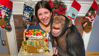 GINGERBREAD HOUSE WITH MY FAVORITE CHIMPANZEE!