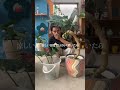 幹立ちモンステラ剪定動画🪴#観葉植物 #高橋園芸 #モンステラ