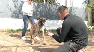 BERGER MALINOIS TRÈS AGRESSIF ENVERS HUMAINS