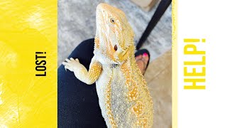 Somebody Lost Their Adorable Bearded Dragon!