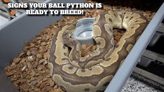 Saturday Snake School! How To Tell Your Ball Python Is Ready To Breed?!