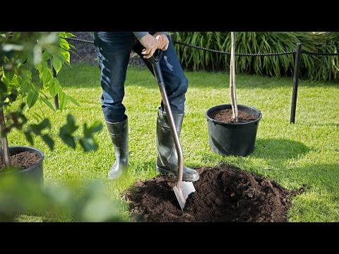 Video: Kasulikud näpunäited aia- ja aiatöödeks. Hekid, peenra kujundamine ja taimede toitmine