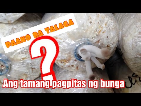 Video: Roll Ng Keso Na May Porcini Na Kabute