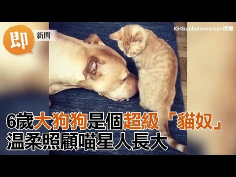6歲大狗狗是個超級「貓奴」 溫柔照顧喵星人長大