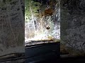 Для НИВЫ ДОРОГИ ЕСТЬ ВЕЗДЕ
