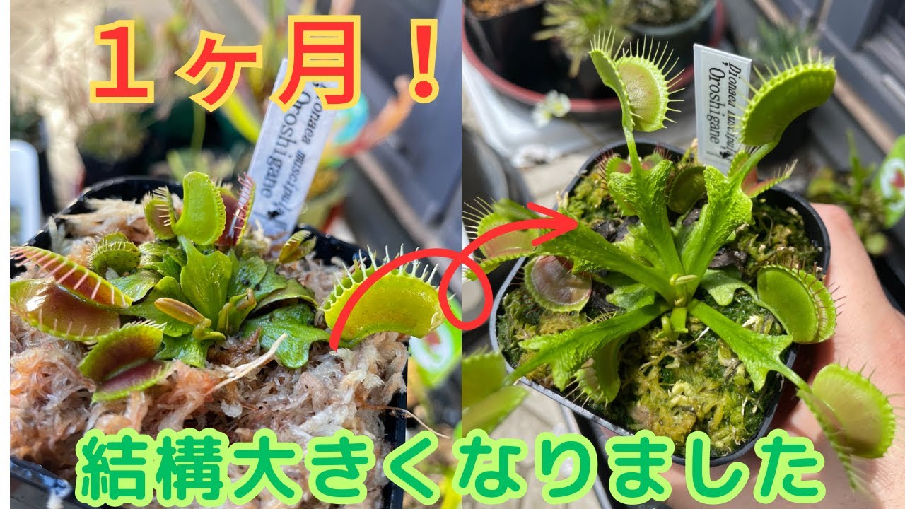 ［一カ月でこんなに！？］食虫植物ハエトリソウの成長記録