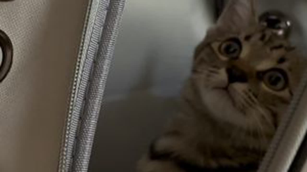 新铲屎官对喵崽都很好，大家别担心😉#萌宠出道计划 #卷耳猫花卷