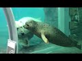 20180704:今日の円山動物園 の動画、YouTube動画。