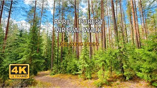 April Awakening: A 4K Stroll Through the Sunlit Forest