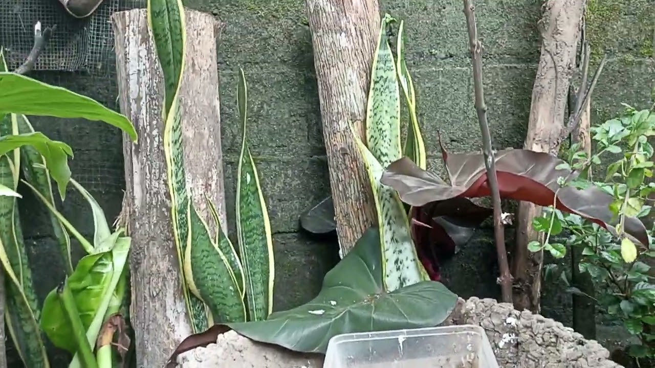 MURAI BATU TROTOL MANDI DI KOLAM IKAN 