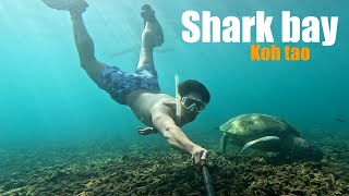 Freedive : Shark bay เกาะเต่า เจอเต่า 100% 🤣