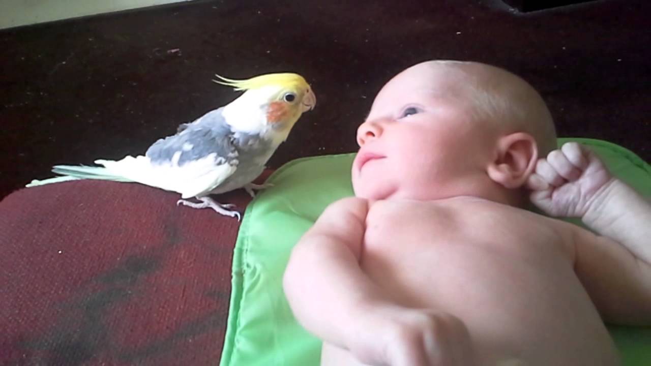 Cockatiel sings to baby camera iphone 8 plus apk