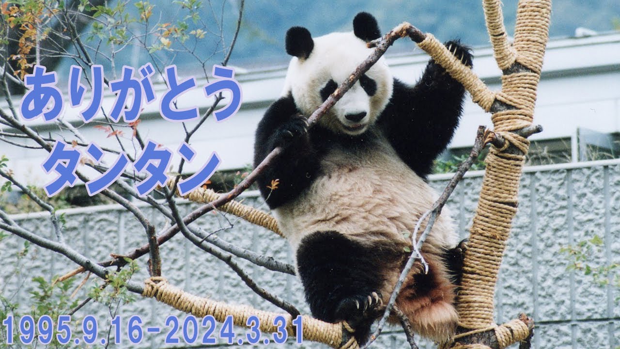 ありがとうタンタン、安らかに...①～王子動物園ジャイアントパンダ～