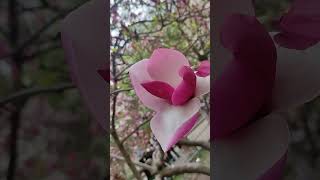 #magnolia #магнолії #ботсад #botanicalgarden