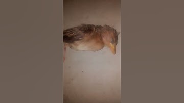 😭😭😢😢শখের  জিনিস কখনো থাকেনা #عبدالرحمن_مسعد_تلاوة_جديدة #birds #المصحف #islamicpreacher #عبدالرحمن_م