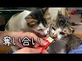 初めてのチュールを奪い合う保護猫の兄弟