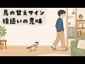 【鳥の甘えサイン】飼い主の後を追う行動の意味（EP.196）