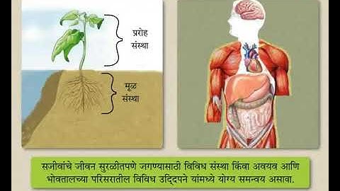 Science concept समन्वय - Meaning of Co - ordination (9-10 grade) Marathi med