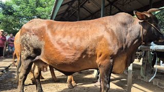 17.500🔥HAMIL 5 BULAN HARGA MURAH | Pasar Sapi Tuban