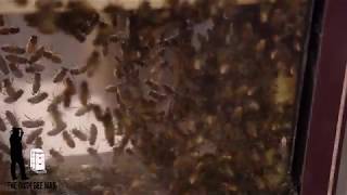 Festooning, the Bees are “Measuring” for New Comb - Bonus episode