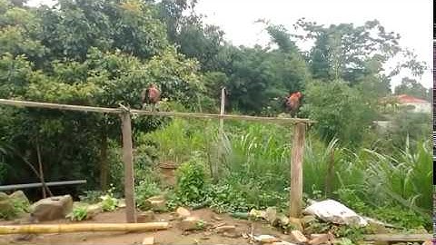 Qaib qus pom 2 qua zoo || Gà rừng mồi tơ f2 gáy giọng rừng cực hay