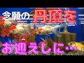 【金魚】念願の丹頂を、お迎えしに、ペットショップへ！お気に入りの子は見つかるか！？